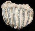 Partial Southern Mammoth Molar - Hungary #45561-2